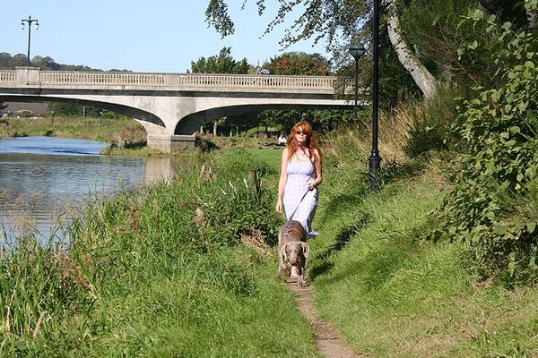 La Dame Anglaise - Solo - Public - Pauvre Chien