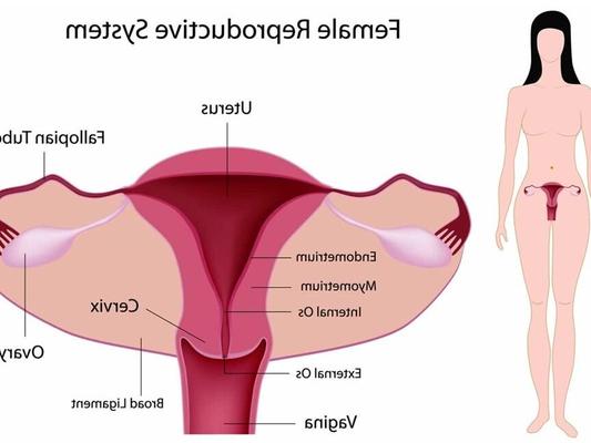 デブの中で楽しむ見知らぬ人